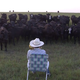 Illustration for article titled Cows are also fans of Lorde’s “Royals”